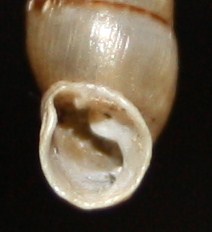 Clausiliidae da id.